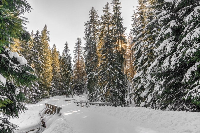 a view of a snow covered bridge on a road in the middle of the forest, bridge on forest road 4k