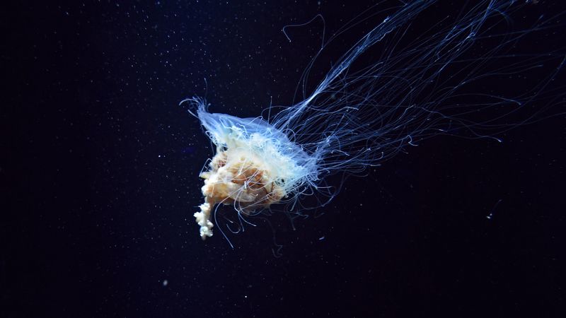 jellyfish, tentacles, underwater world, 4k