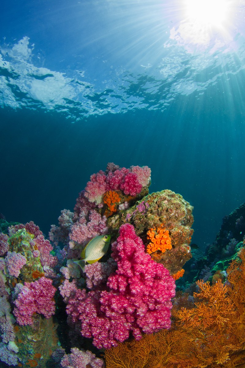 colors of the corals 4k