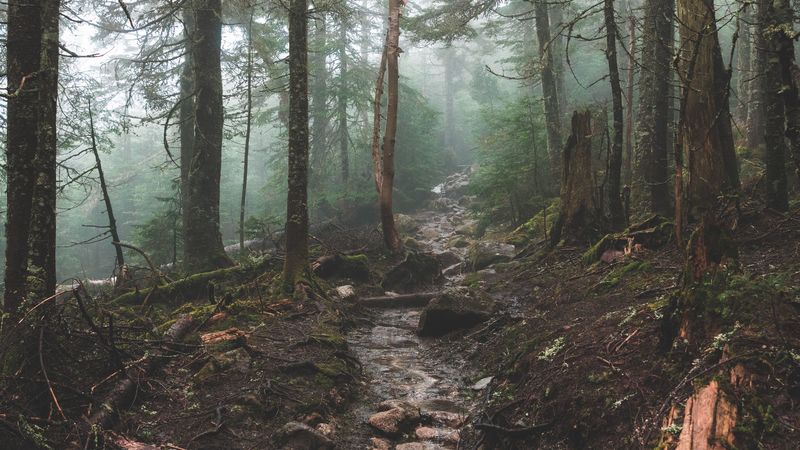 creek, trees, hill, branches, 4k