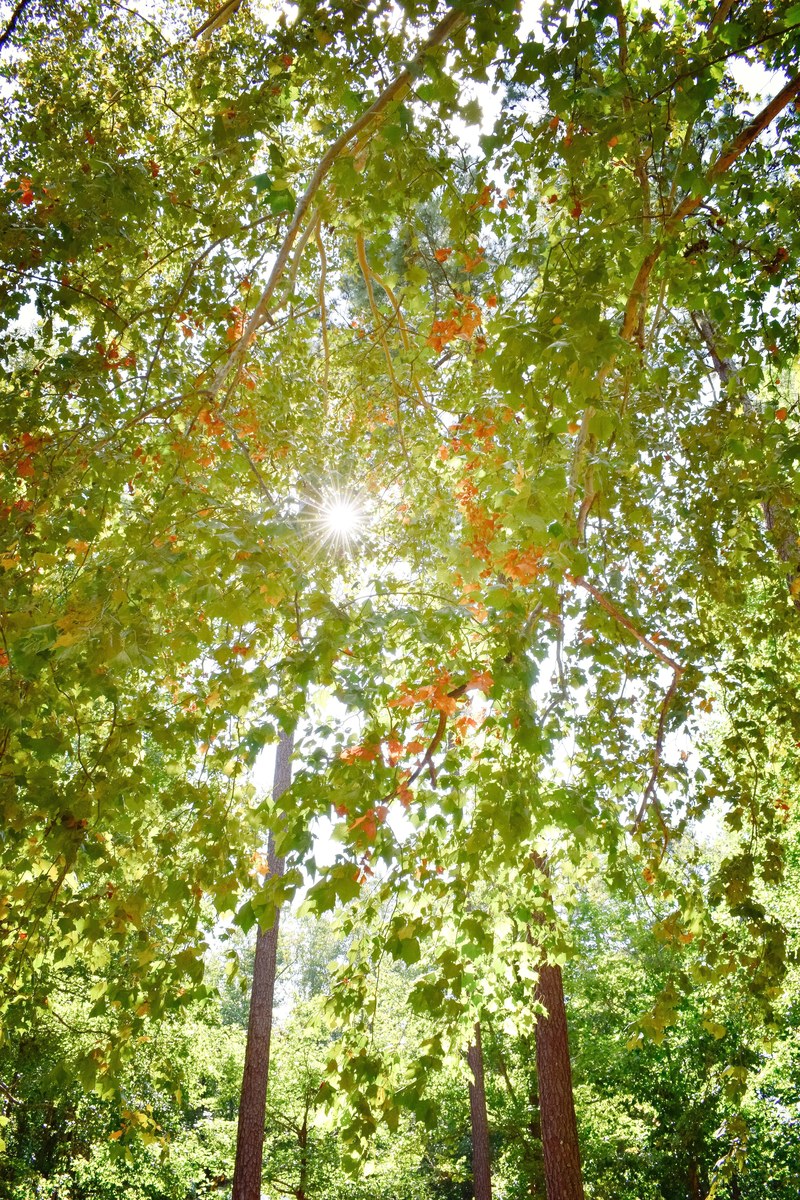 sunny south carolina tree canopy 4k