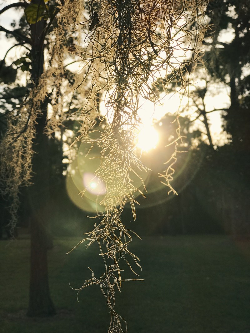 tree moment iphone and vsco hd, 4k
