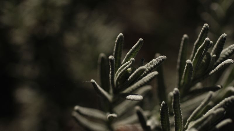 plant, branch, blur, 4k