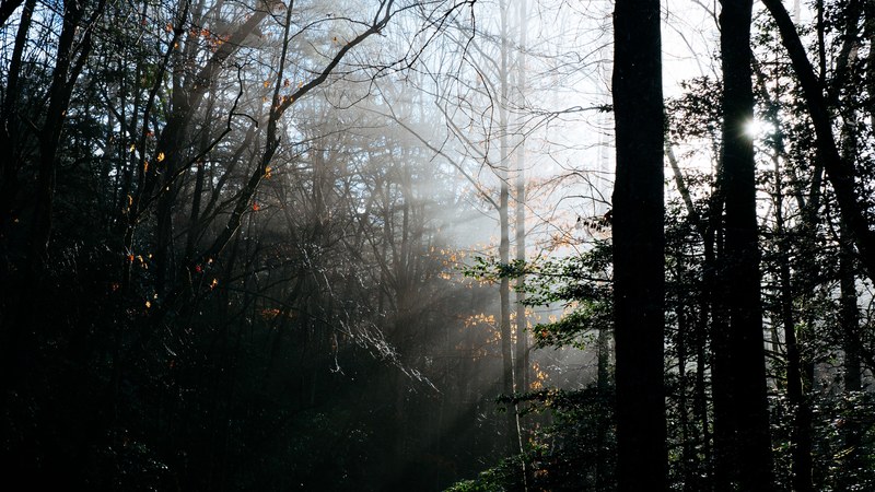 sunlight breaking through the branches in a dark forest, light in the dark forest 4k