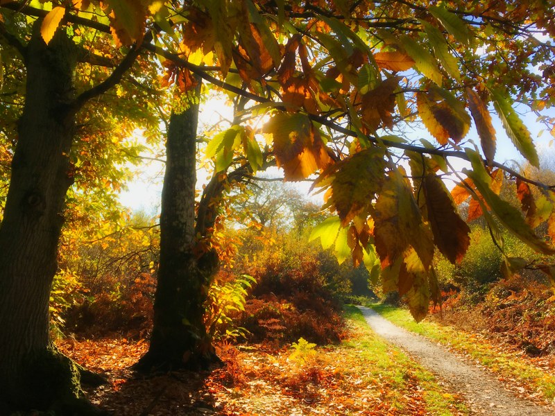 sunlight forest wood and tree 4k