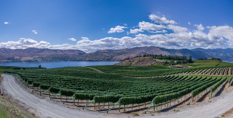 a panoramic view of a vineyard, _vineyard 4k