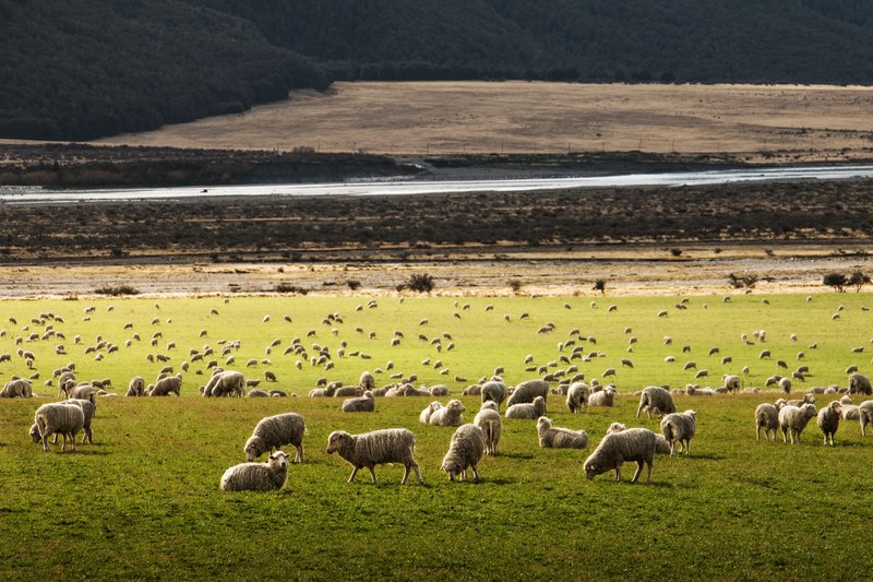 a field of dozens of sheep grazing and walking around on green grass beside a highway curring through a desert plain and a dark forest, sheep grazing 4k