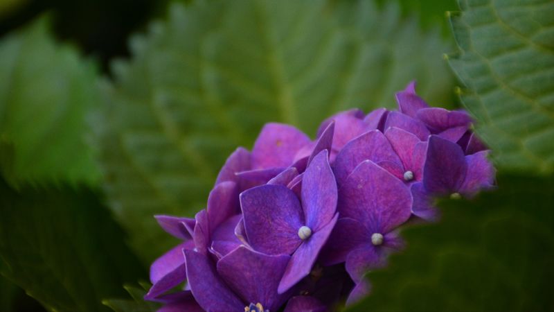 hydrangea, bush, petals, 4k