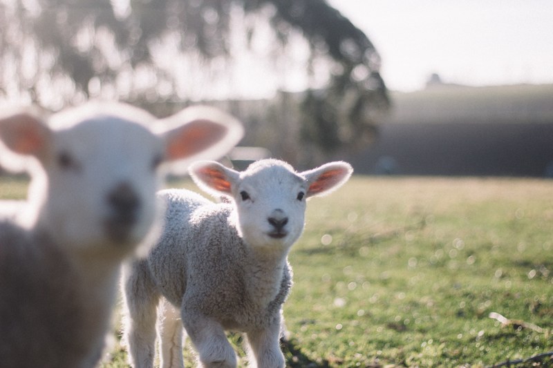 two baby lambs with trimmed coat looking at the camera while grazing in a green pasture on a sunny day, two lambs on a field 4k