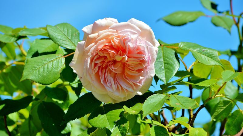 rose, pink, bush, bud, 4k