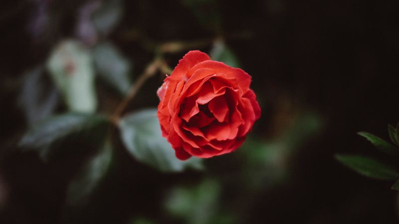 flower, red, bud, petals, 4k