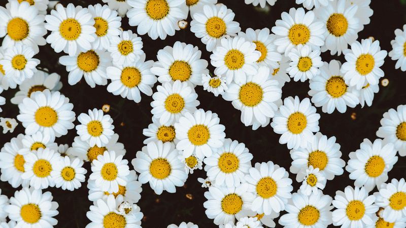 daisies, flowers, buds, glade, 4k