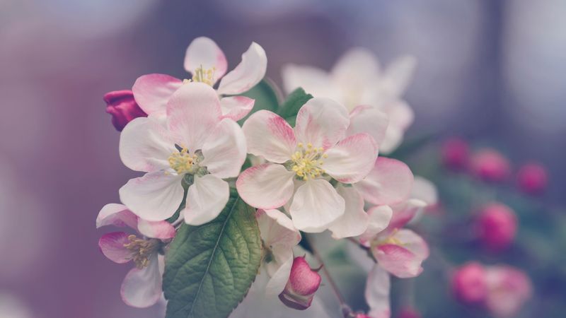 flowers, bloom, spring, tree, 4k