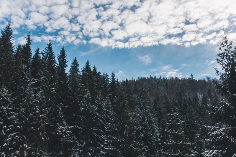 a drone view of a forest treeline and skyline converging together on a cloudy day, forest skyline and clouds 4k