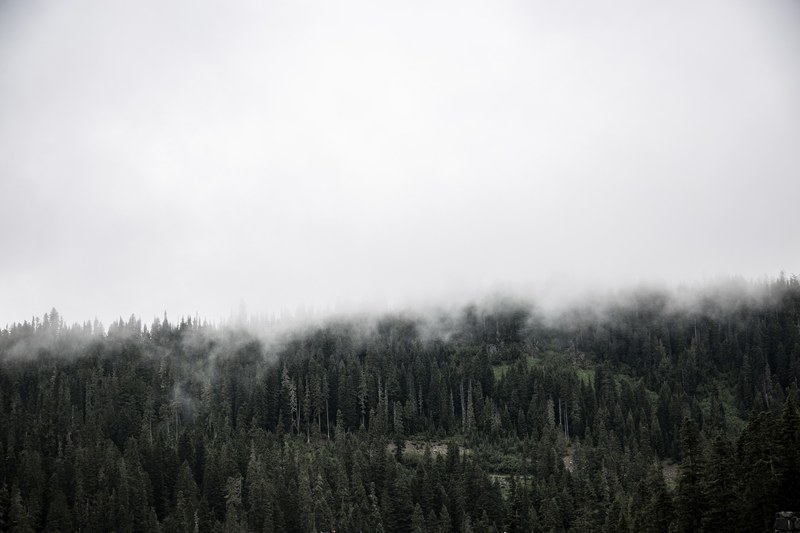 an evergreen forest in canada enveloped in thick fog, misty mornings 4k