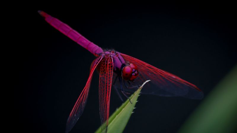 dragonfly, trithemis aurora, insect, 4k