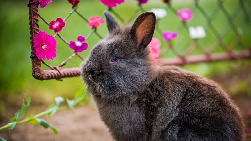 rabbit, fluffy, flowers, 4k