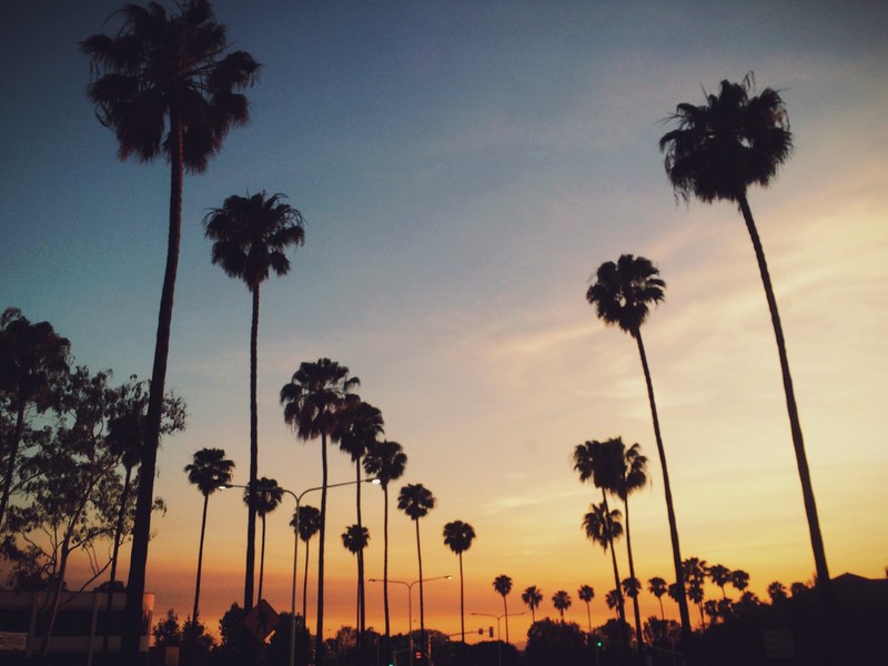 warm summer evening with palm tree dancing to the wind in the sunset, sunset in warm summer 4k