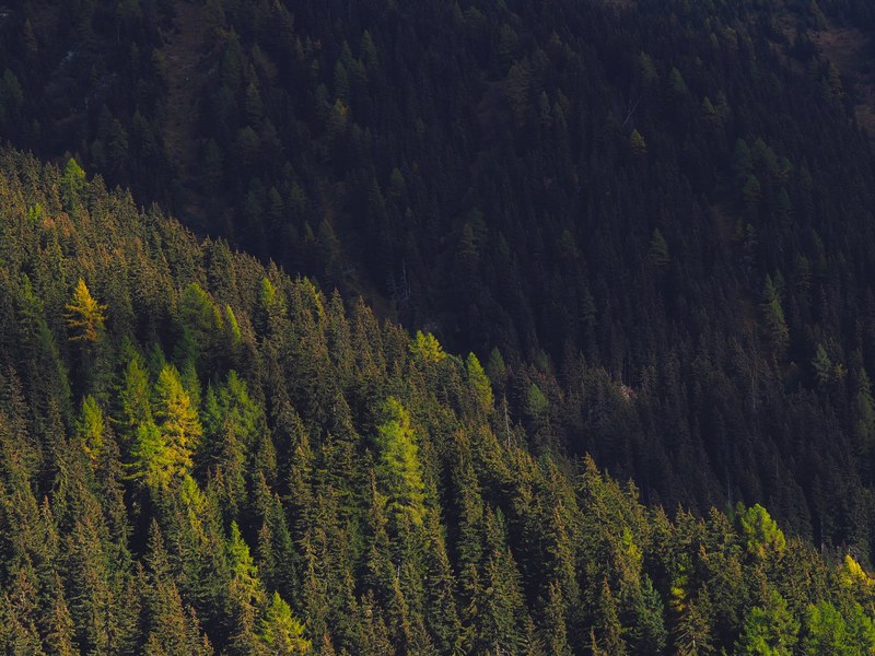 a green coniferous forest on a slope in verbier, conifers on a slope 4k