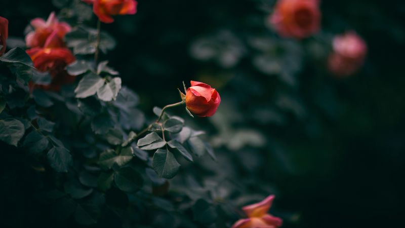 rose, flower, bush, buds, 4k