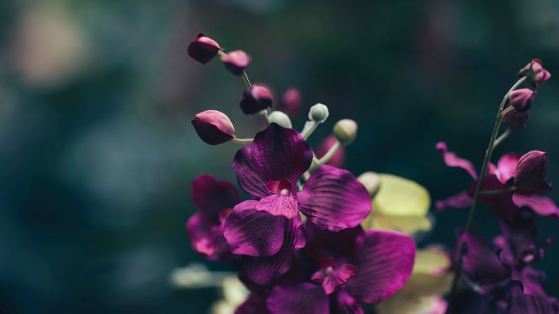 flower, violet, petals, 4k