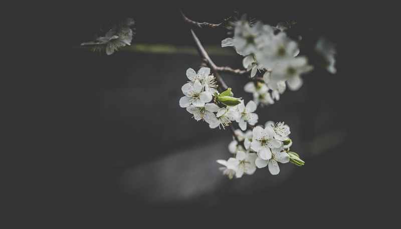 branch with white blossom flowers pointing towards floor against dark background, cherry blossom 4k