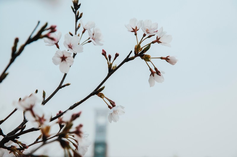 branch with pink blossom flowers against clear sky with building in background, pink blossom bg building 4k