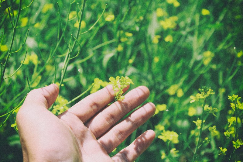 person touching yellow rapeseed flowers with green stems in nature in spring pleiku, floral touch 4k