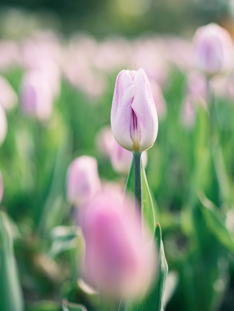 a closed pink tulip in a large tulip field, pink tulip in holland 4k