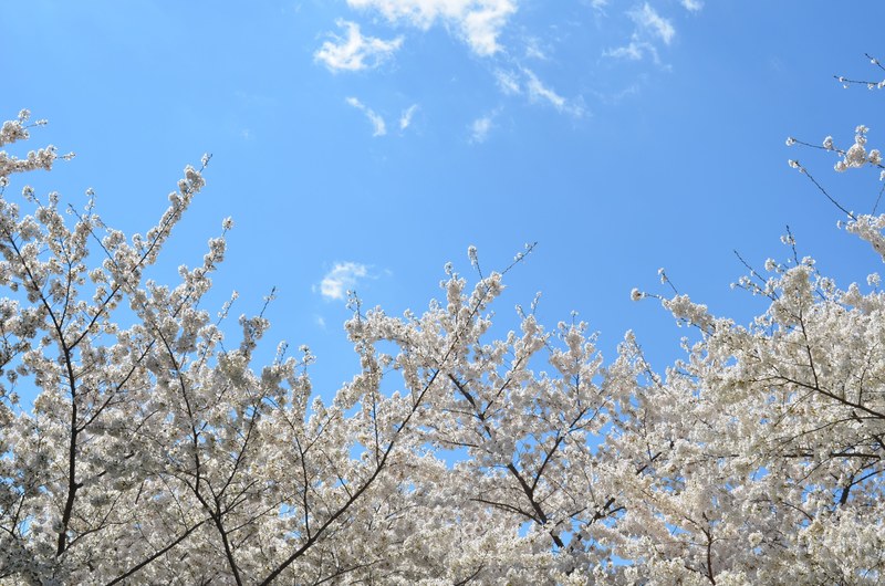 trees with blossom in full bloom against clear blue sky, white blossom on cherry trees 4k