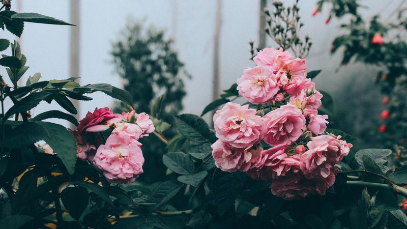 flowers, bush, greenhouse, 4k