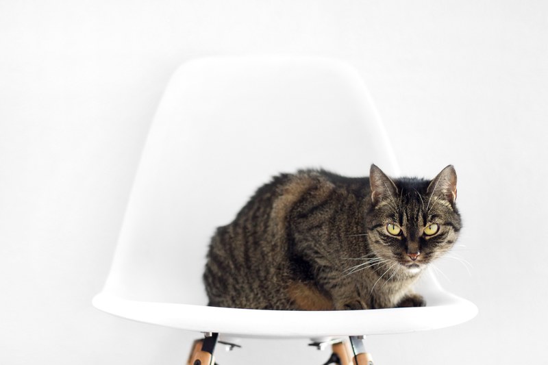 a tabby cat sitting on a white chair, tabby cat on a chair 4k