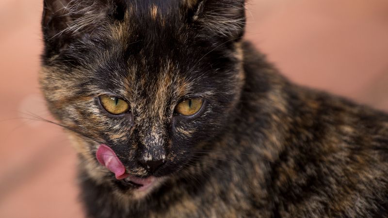 cat, muzzle, spotted, lick, 4k