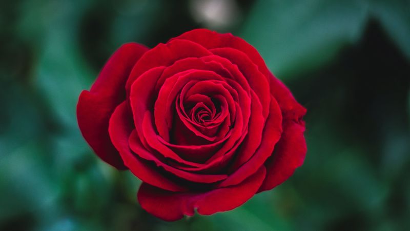 rose, bud, red, 4k