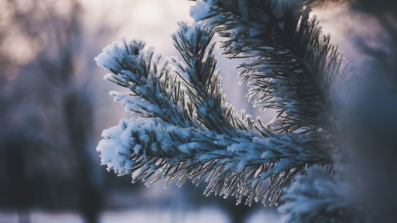 branch, snow, winter, 4k