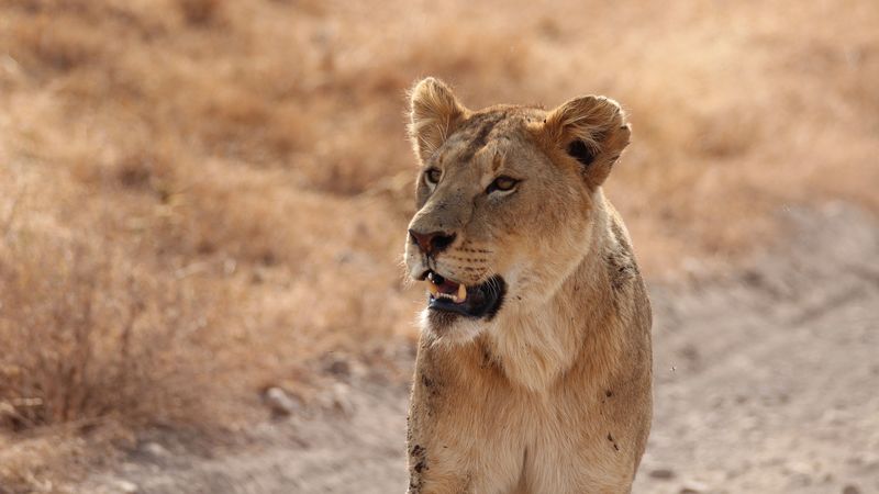 lioness, predator, lion, grin, 4k