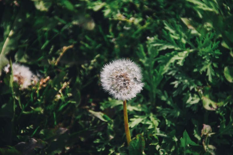 dandelion with fluffy seeds in a green field, fluffy dandelion 4k