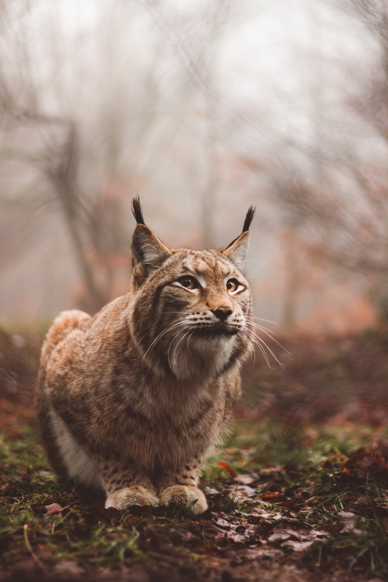 lynx cat feline and animal hd, 4k