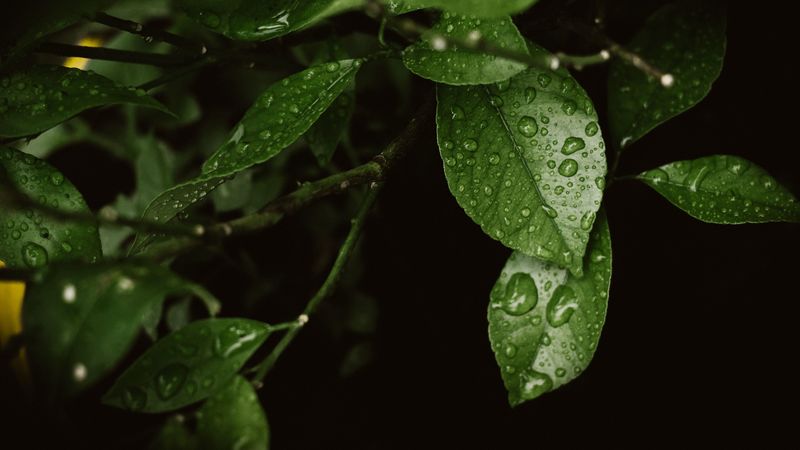 leaves, drops, dew, moisture, green, blur, 4k