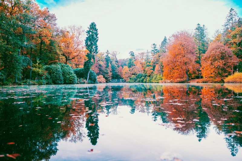 tree nature wallpaper 4k