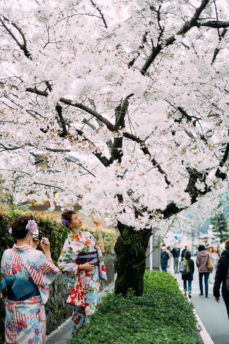 kimono girl posing behind sakura tree 4k