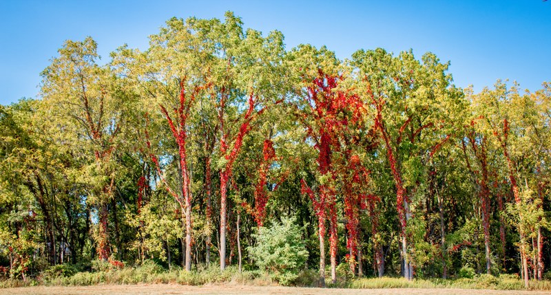 red vines highlight autumns pending arrival 4k
