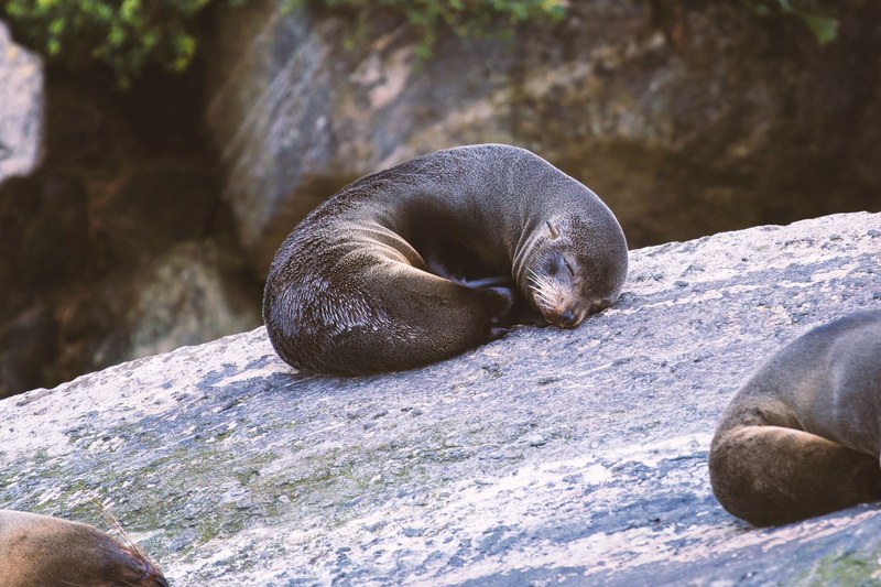 lazy seals 4k