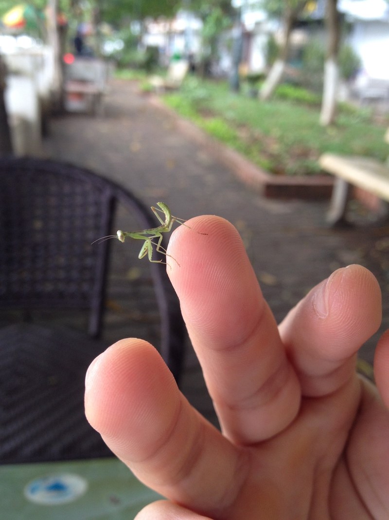 vietnam iphone photography nature and tiny insect hd, 4k