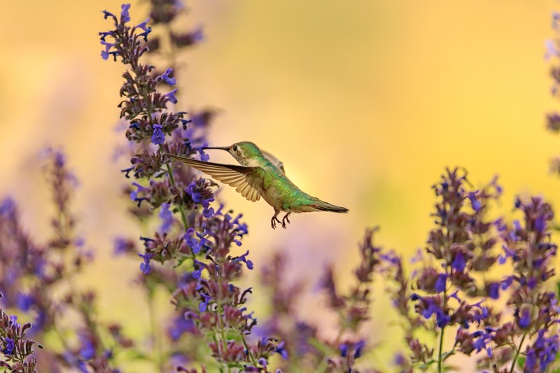 a hummingbird feeding on purple flowers mid flight, hummingbird and catmint 4k