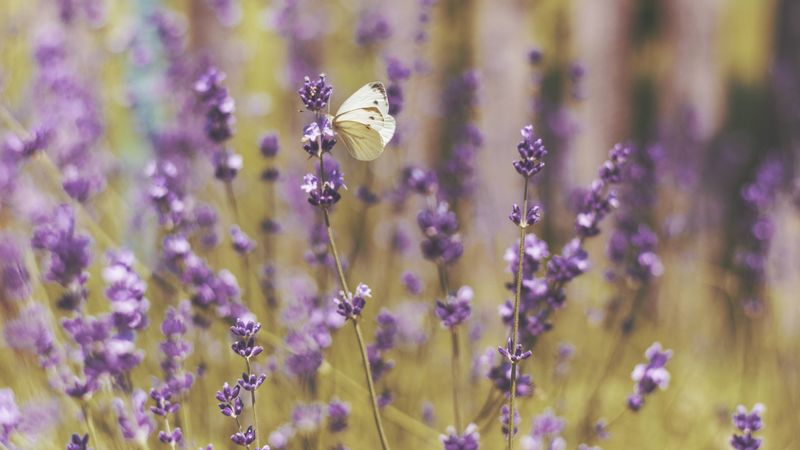 butterfly, flowers, field, 4k