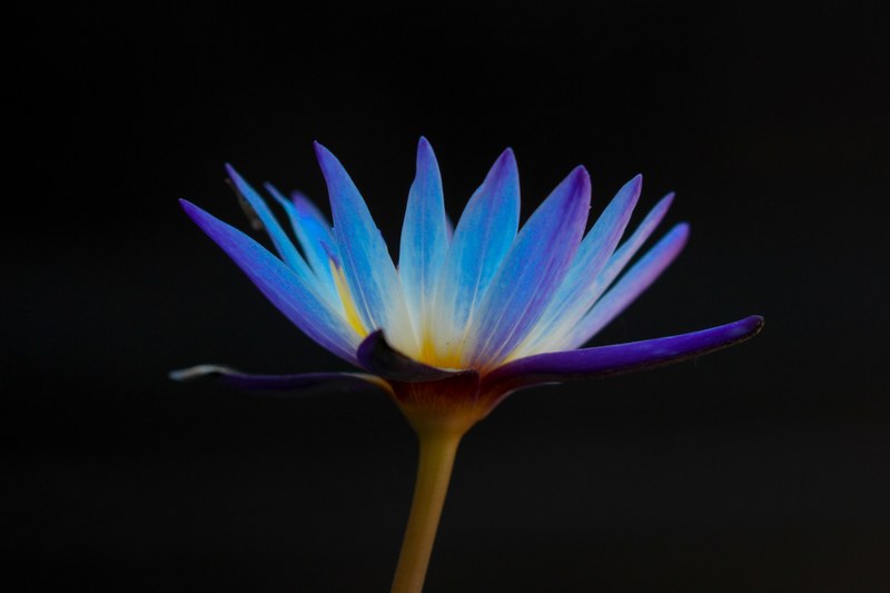a low angle shot of a violet daisy against a black background, violet daisy in close up 4k