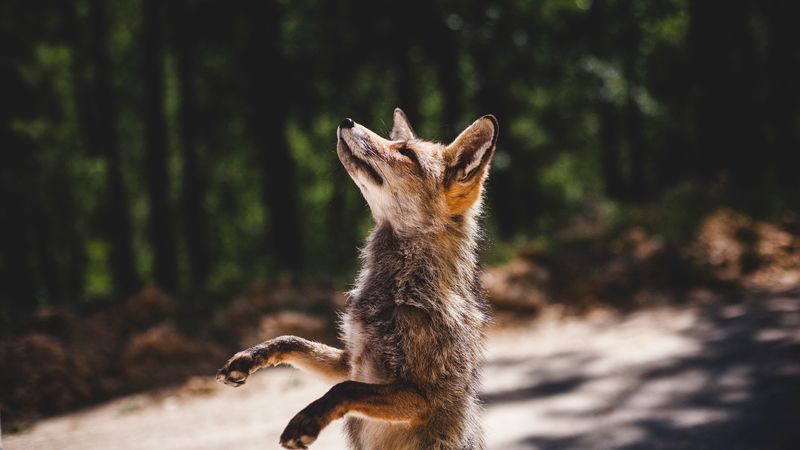 fox, standing, predator, 4k