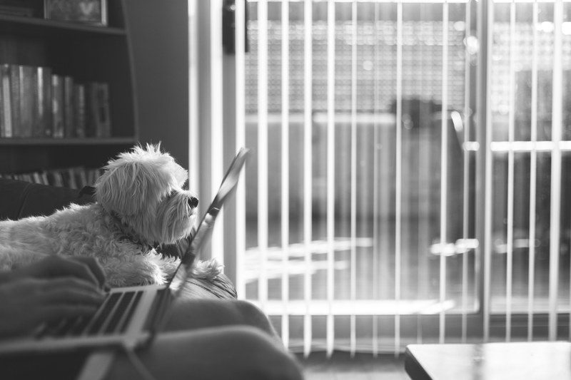 companionship dog interior and living room 4k