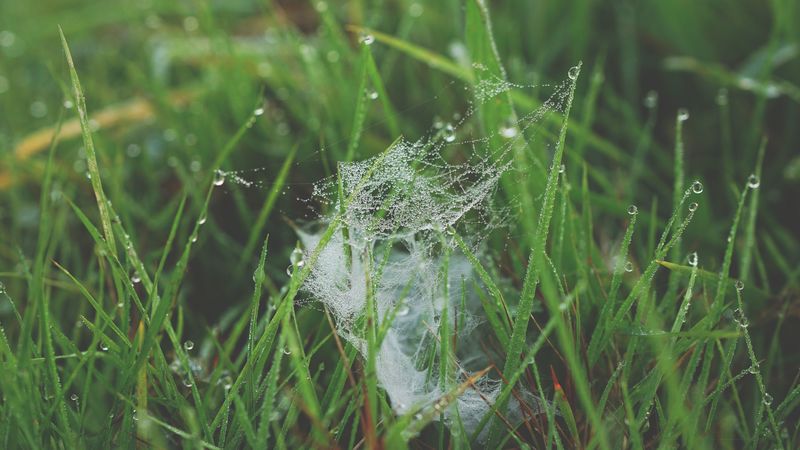 grass, spiderweb, dew, 4k